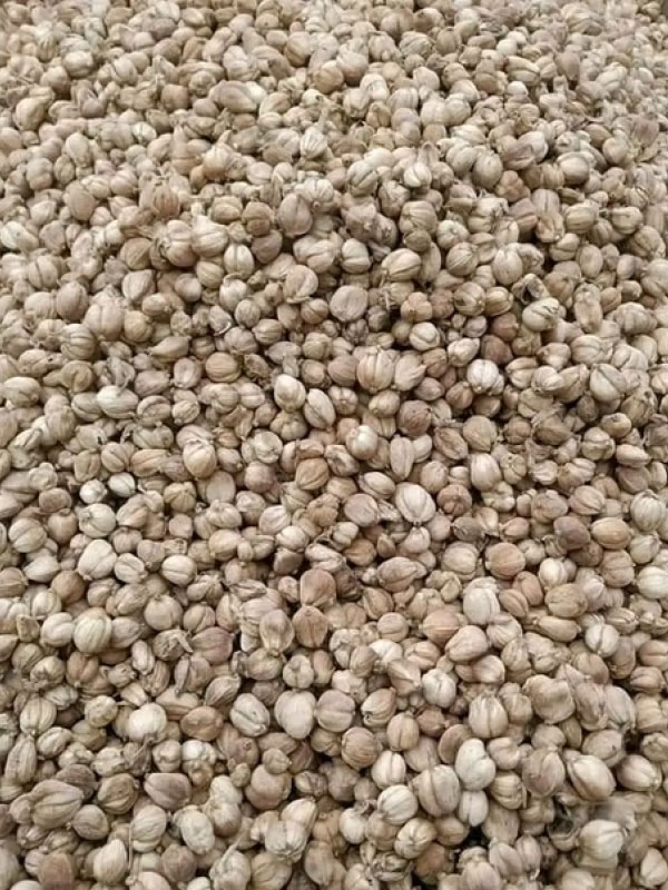 coriander ketumbar