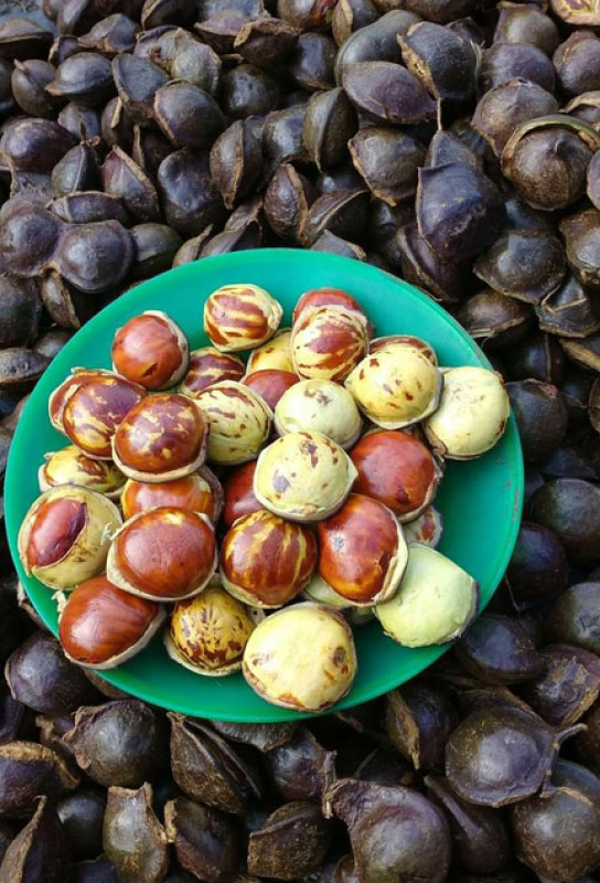dog fruit jengkol